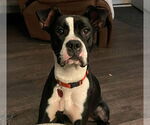 Small #2 Boxer Mix