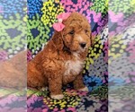 Small Photo #1 Goldendoodle-Poodle (Miniature) Mix Puppy For Sale in LANCASTER, PA, USA