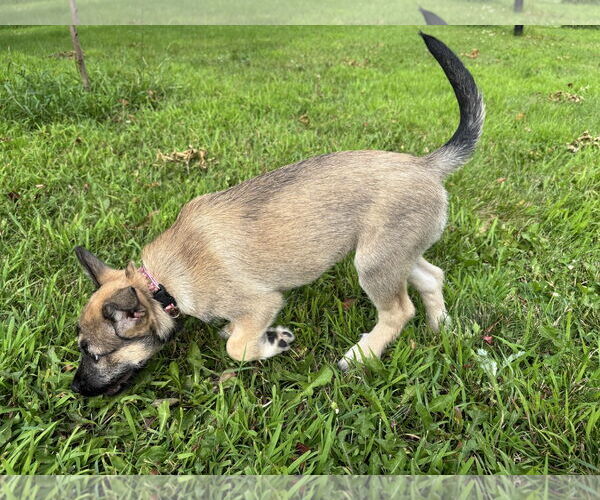 Medium Photo #13 Mutt Puppy For Sale in Brooklyn Center, MN, USA