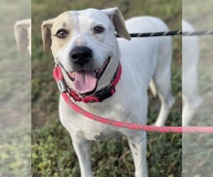 American Staffordshire Terrier-Labrador Retriever Mix Dogs for adoption in Fort Lauderdale, FL, USA