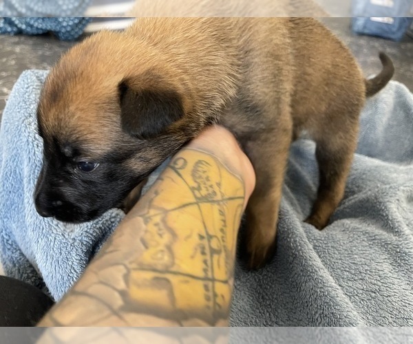 Medium Photo #234 Belgian Malinois Puppy For Sale in REESEVILLE, WI, USA