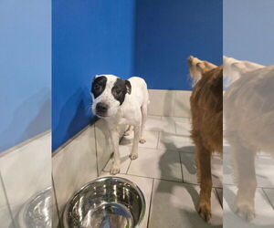 Mutt Dogs for adoption in Plainfield, IL, USA