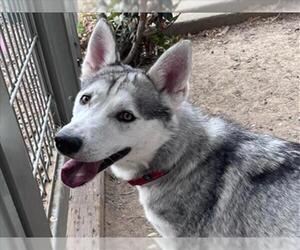 Siberian Husky Dogs for adoption in Martinez, CA, USA