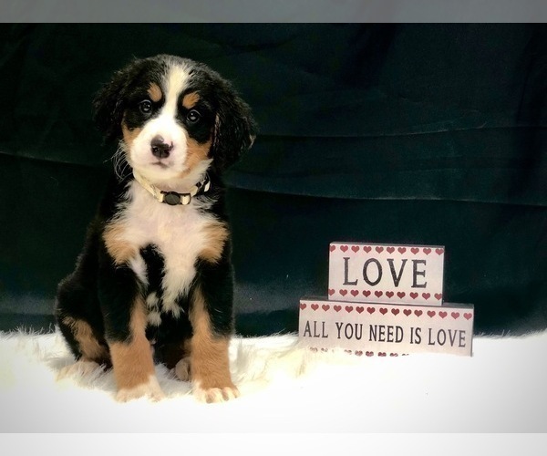 Medium Photo #5 Bernese Mountain Dog Puppy For Sale in DUNDEE, OH, USA