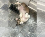 Small #2 Huskies  Mix