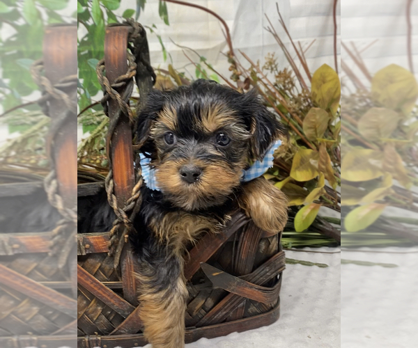 Medium Photo #4 Shorkie Tzu Puppy For Sale in SELLERSBURG, IN, USA