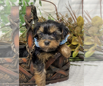 Small #3 Shorkie Tzu