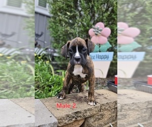 Boxer Puppy for sale in PELZER, SC, USA