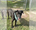 Small #3 Labrador Retriever