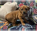 Small Photo #2 Boxer Puppy For Sale in Holly Springs, NC, USA