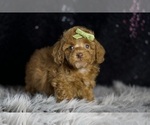 Small Photo #84 Poodle (Toy) Puppy For Sale in WARSAW, IN, USA