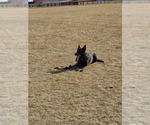 Small Photo #6 Belgian Malinois-Dutch Shepherd Dog Mix Puppy For Sale in CALHAN, CO, USA