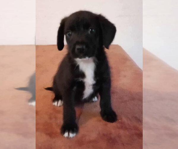 Medium Photo #1 Labrador Retriever-Unknown Mix Puppy For Sale in Dana Point, CA, USA