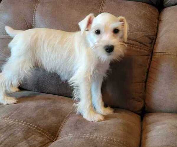 Medium Photo #6 Schnauzer (Miniature) Puppy For Sale in FRUITVALE, TX, USA