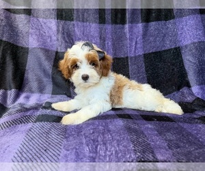 Cavapoo (Miniature) Puppy for sale in LAKELAND, FL, USA