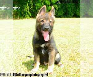German Shepherd Dog-Siberian Husky Mix Puppy for sale in MULBERRY, FL, USA