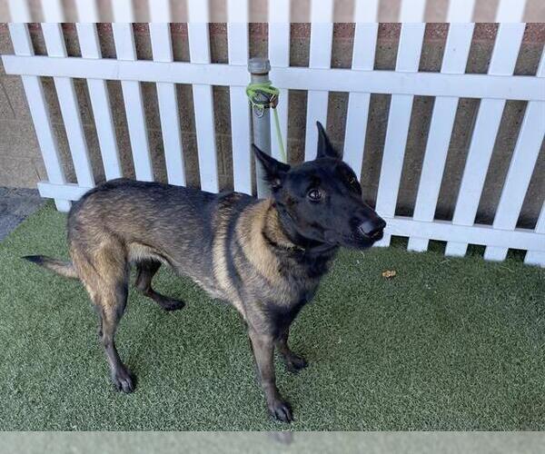 Medium Photo #1 Mutt Puppy For Sale in Modesto, CA, USA