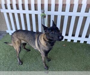 Mutt Dogs for adoption in Modesto, CA, USA