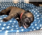 Small Photo #255 Belgian Malinois Puppy For Sale in REESEVILLE, WI, USA
