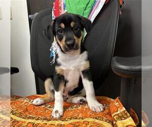 Medium German Shepherd Dog Mix
