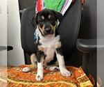 Small German Shepherd Dog Mix