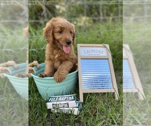 Golden Retriever-Poodle (Toy) Mix Puppy for sale in LITHIA, FL, USA