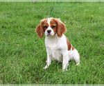 Keanu - Male Cavalier King Charles Spaniel Puppy for Sale - Photo #4