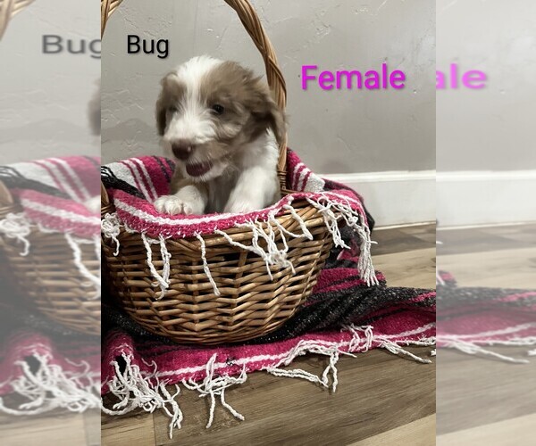 Medium Photo #1 Aussiedoodle Puppy For Sale in PIMA, AZ, USA