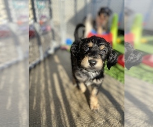 Aussiedoodle Puppy for sale in MORENO VALLEY, CA, USA
