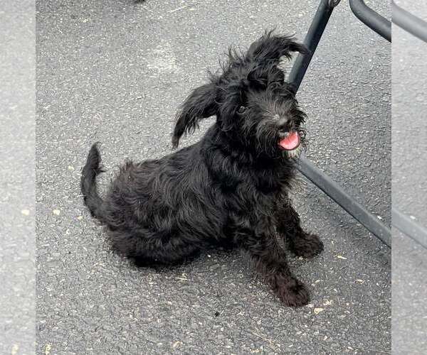 Medium Photo #1 Mutt Puppy For Sale in New Oxford , PA, USA
