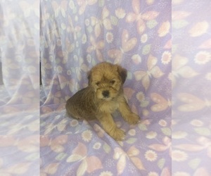 Yorkshire Terrier Puppy for sale in LAPEER, MI, USA