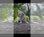 Puppy Ranger Golden Retriever