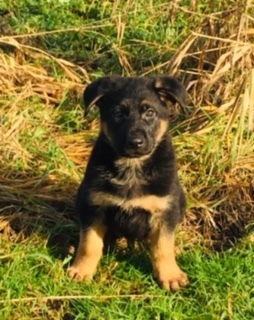 Medium Photo #5 German Shepherd Dog Puppy For Sale in JUANITA, WA, USA