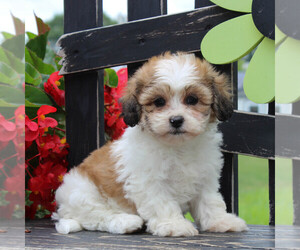 Zuchon Puppy for sale in GORDONVILLE, PA, USA