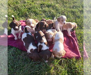Brittany Litter for sale in DOWAGIAC, MI, USA