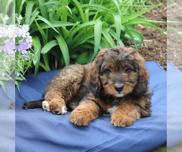 Medium Photo #6 Miniature Bernedoodle Puppy For Sale in GORDONVILLE, PA, USA
