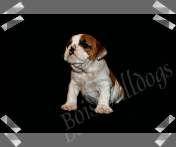 Medium Photo #5 Bulldog Puppy For Sale in BOISE, ID, USA