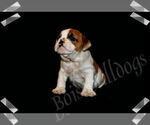 Small Photo #5 Bulldog Puppy For Sale in BOISE, ID, USA