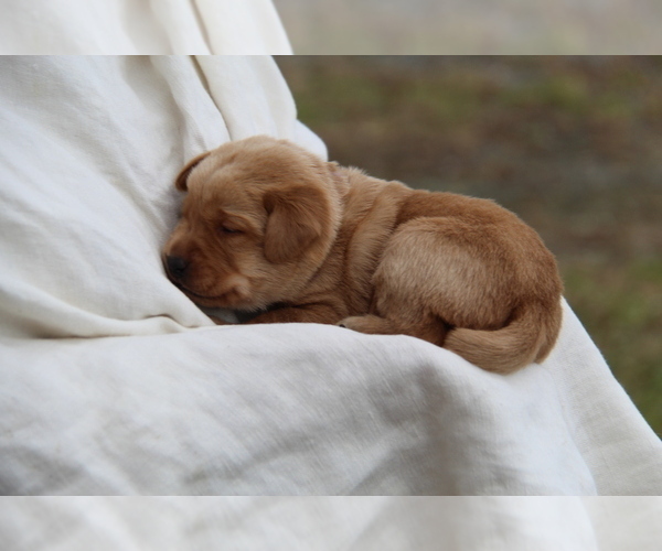 Medium Photo #6 Labrador Retriever Puppy For Sale in HYDE PARK, VT, USA