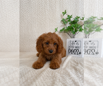 Small #1 Cavapoo (Miniature)