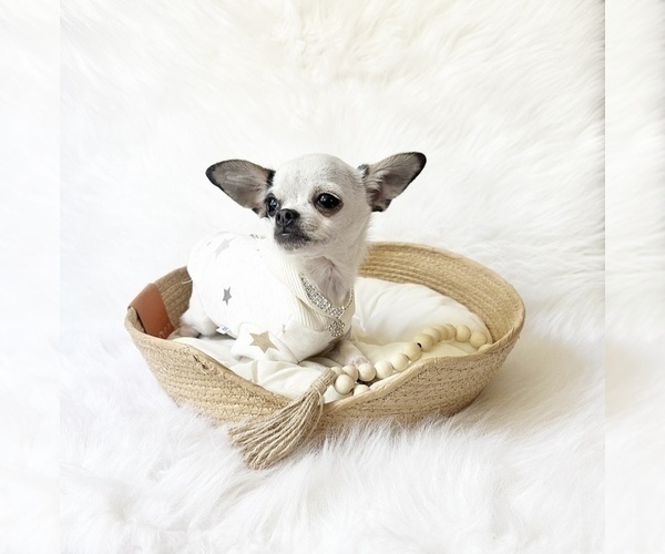 Medium Photo #10 Chihuahua Puppy For Sale in SACRAMENTO, CA, USA