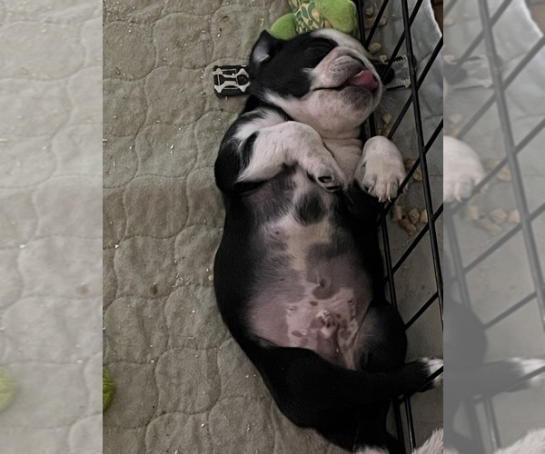 Medium Photo #3 Pug Puppy For Sale in SPRING CITY, PA, USA