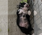 Small Photo #3 Pug Puppy For Sale in SPRING CITY, PA, USA
