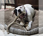 Small #6 Boxer Mix