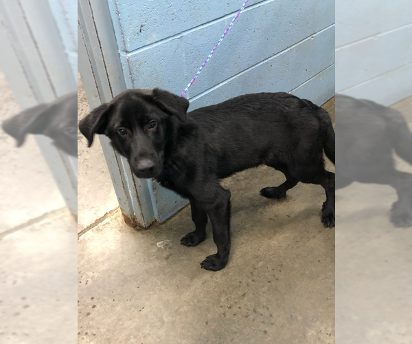 Medium Photo #5 Retriever -Unknown Mix Puppy For Sale in Evansville, IN, USA