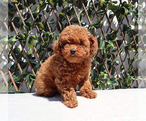 Poodle (Toy) Puppy for sale in LITTLEROCK, CA, USA