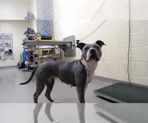 American Pit Bull Terrier Dogs for adoption in Denver, CO, USA