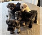 Small #1 Schnauzer (Miniature)