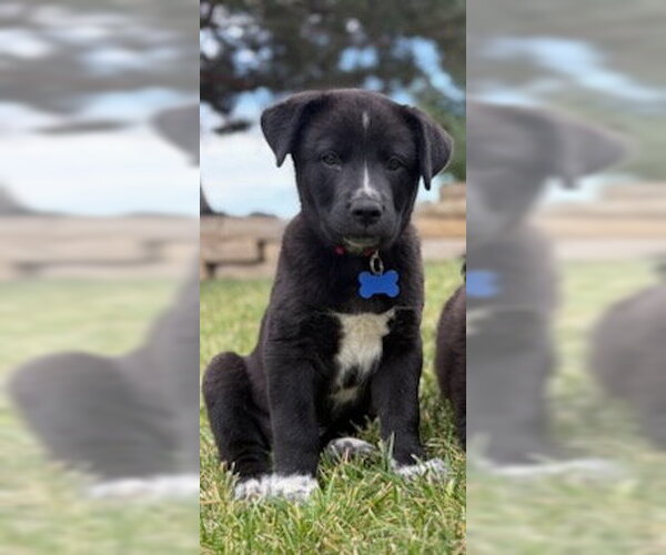 Medium Photo #2 Great Pyrenees-Unknown Mix Puppy For Sale in Tabernash, CO, USA