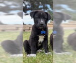 Small #1 Great Pyrenees Mix
